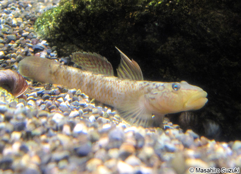 シマヨシノボリ Rhinogobius nagoyae