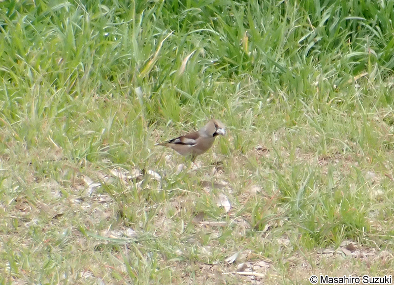 シメ Coccothraustes coccothraustes