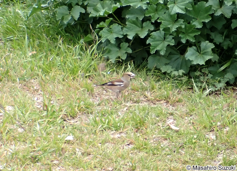 シメ Coccothraustes coccothraustes