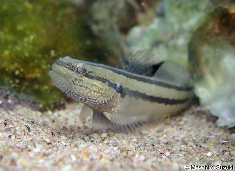 シモフリシマハゼ Tridentiger bifasciatus