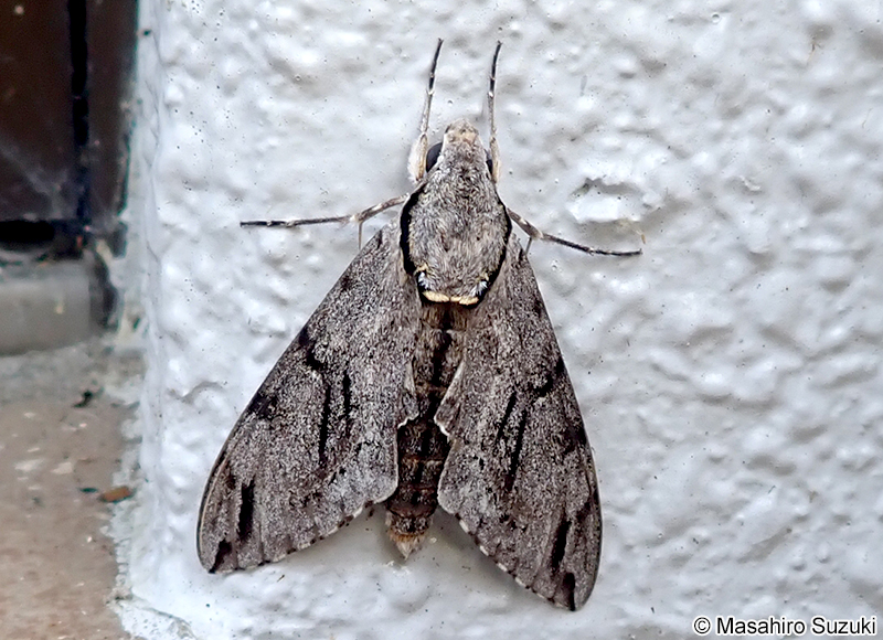 シモフリスズメ Psilogramma incretum