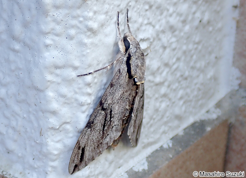 シモフリスズメ Psilogramma incretum
