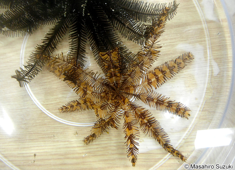 シモフリウミシダ Iconometra japonica