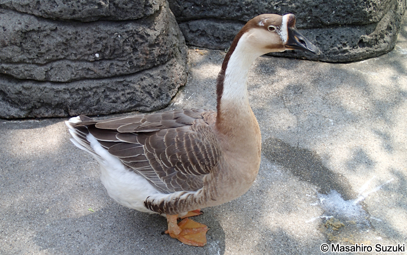 シナガチョウ Chinese goose