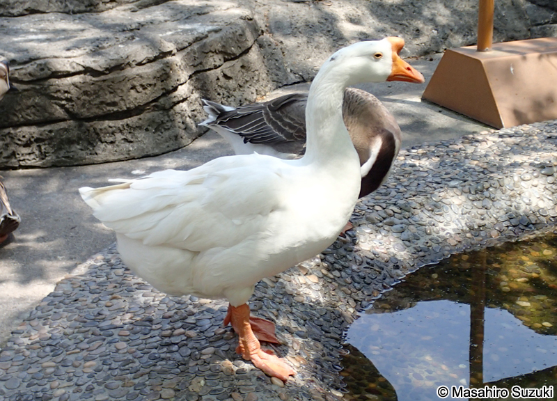 シロガチョウ White goose
