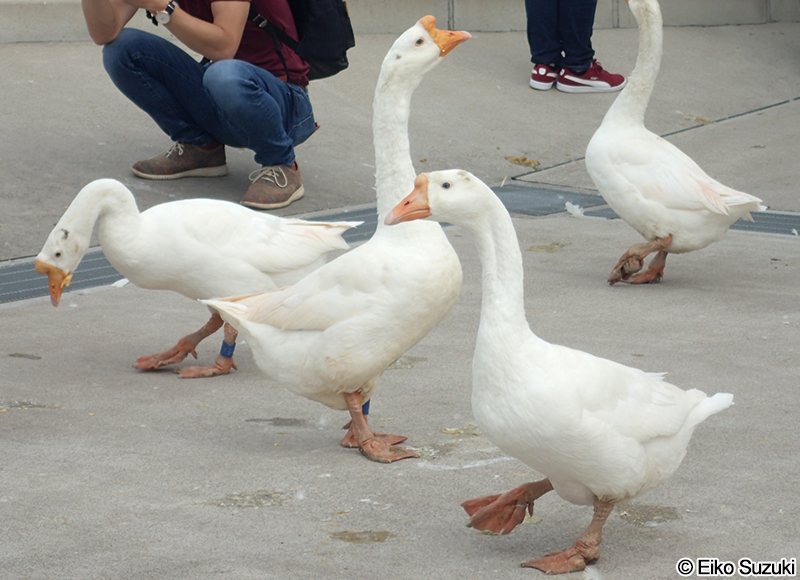 シロガチョウ White goose