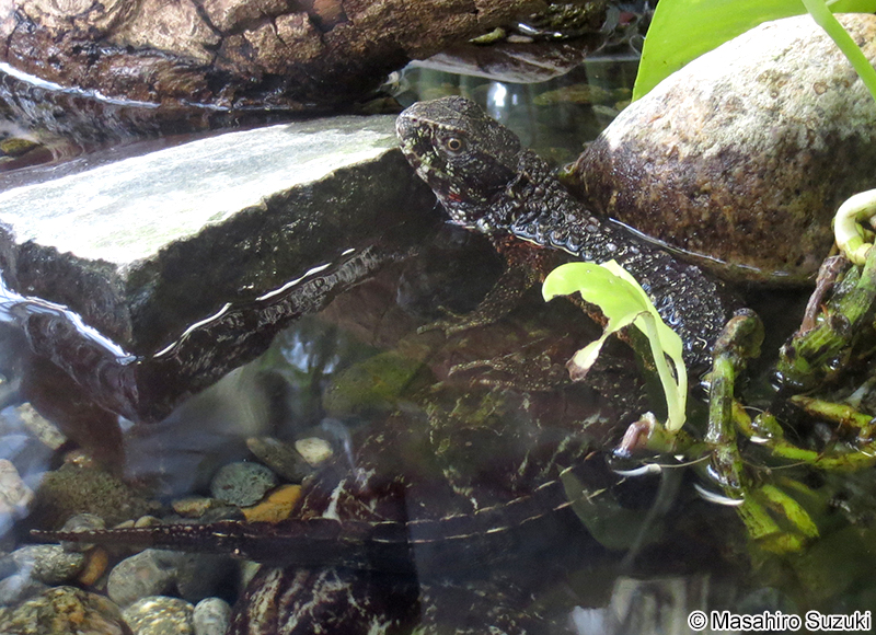 チュウゴクワニトカゲ Shinisaurus crocodilurus