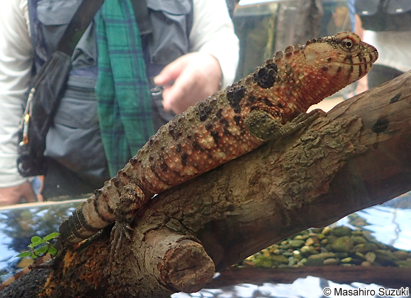 チュウゴクワニトカゲ Shinisaurus crocodilurus
