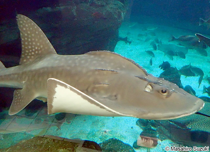 シノノメサカタザメ Rhina ancylostoma
