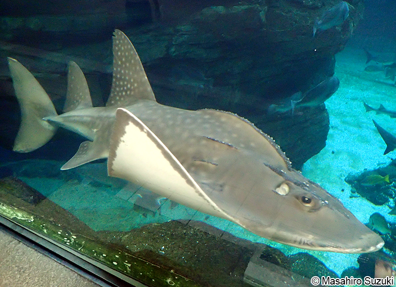 シノノメサカタザメ Rhina ancylostoma