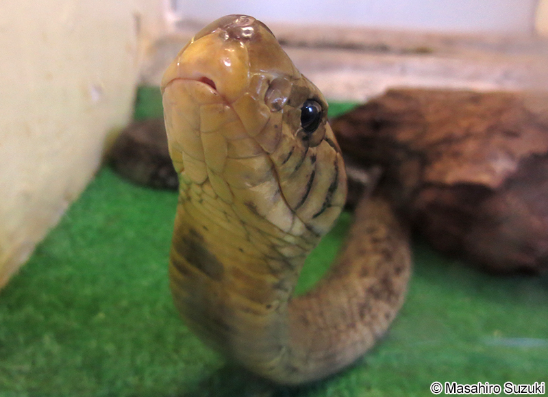シンリンコブラ Naja melanoleuca