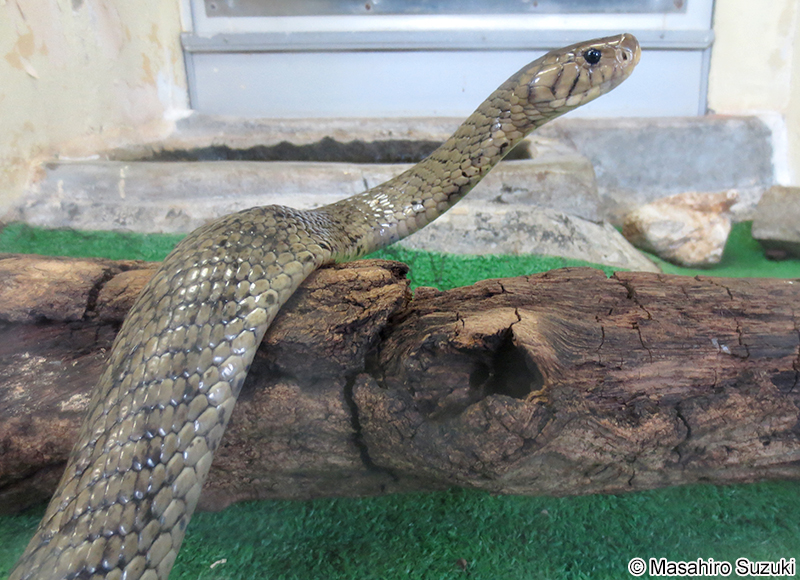 シンリンコブラ Naja melanoleuca