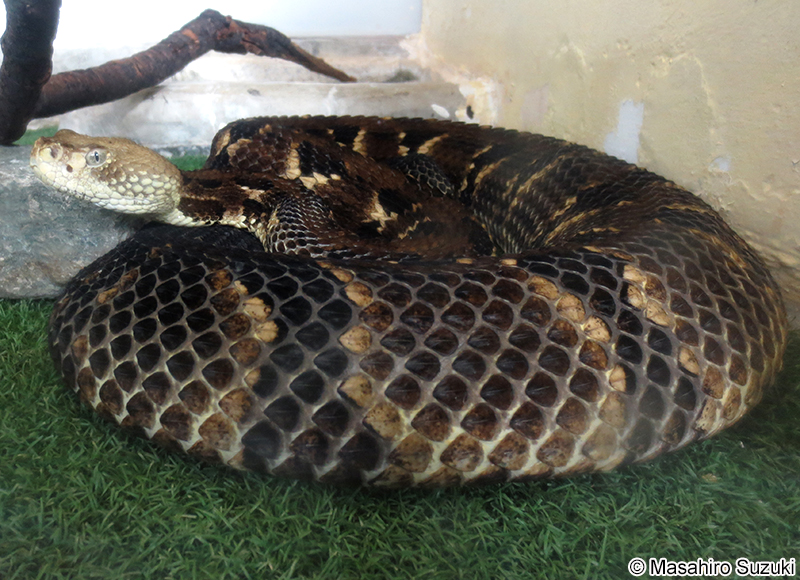 シンリンガラガラヘビ Crotalus horridus