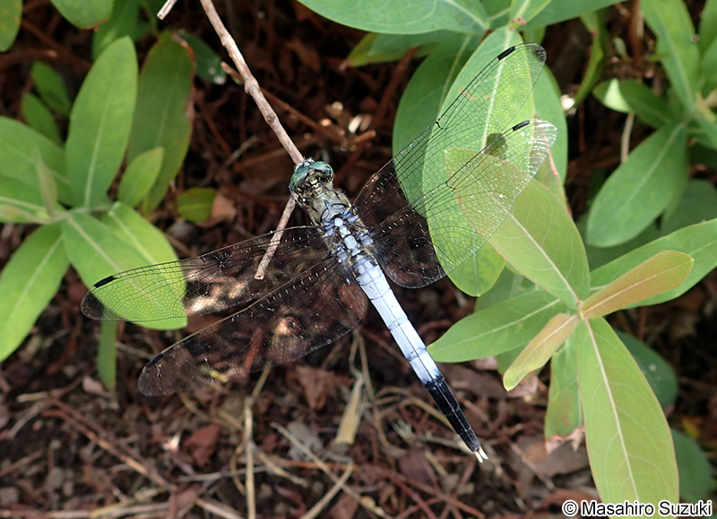 シオカラトンボ Orthetrum albistylum speciosum