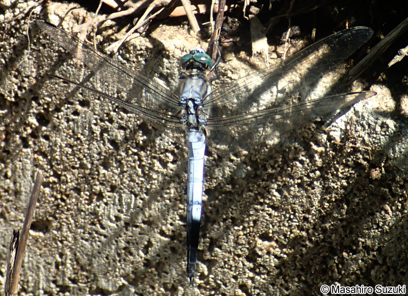 シオカラトンボ Orthetrum albistylum speciosum