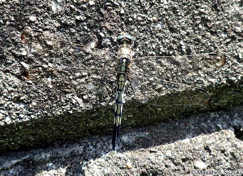 シオカラトンボ Orthetrum albistylum speciosum