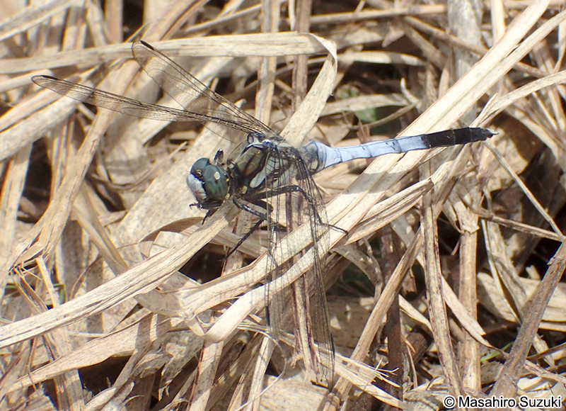 シオカラトンボ Orthetrum albistylum speciosum