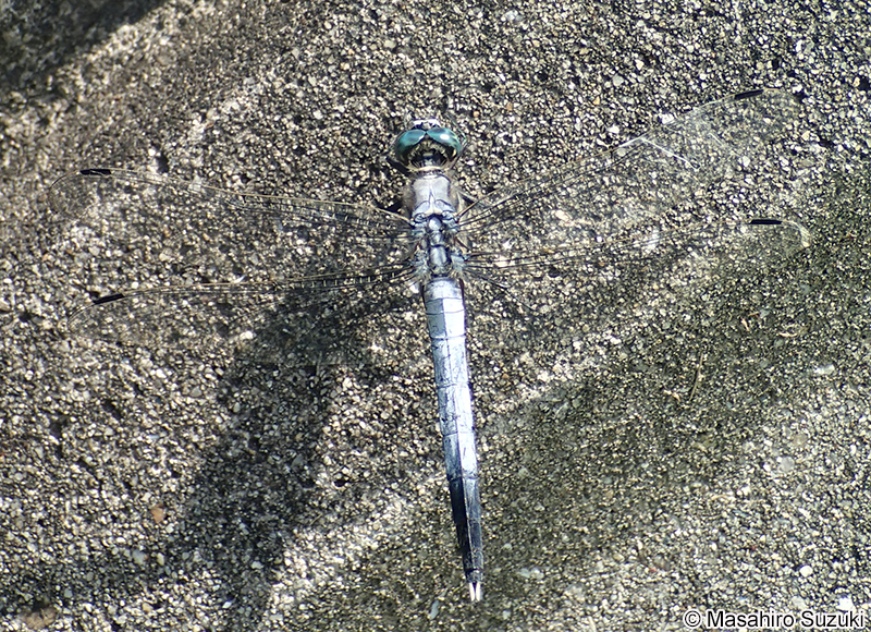シオカラトンボ Orthetrum albistylum speciosum