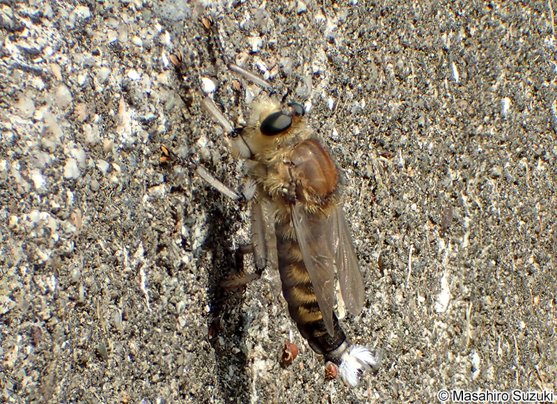 シオヤアブ Promachus yesonicus