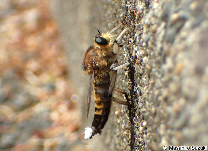 シオヤアブ Promachus yesonicus