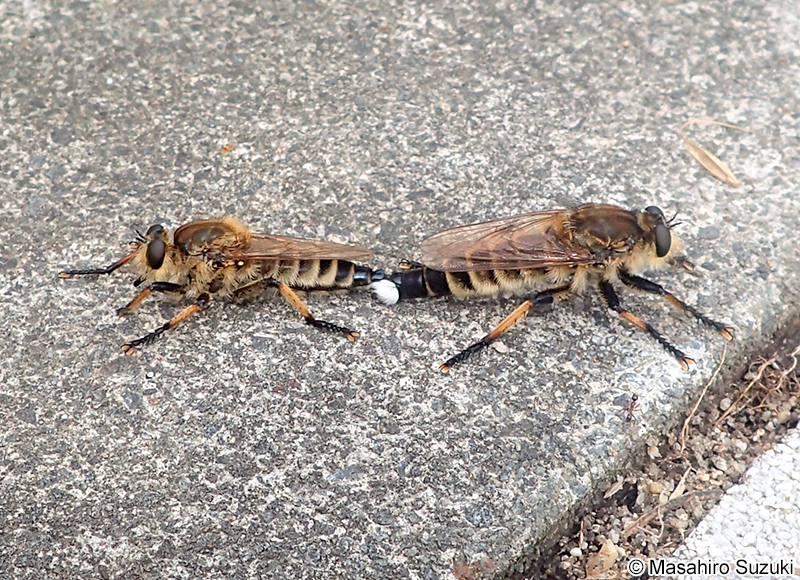 交尾中のシオヤアブ