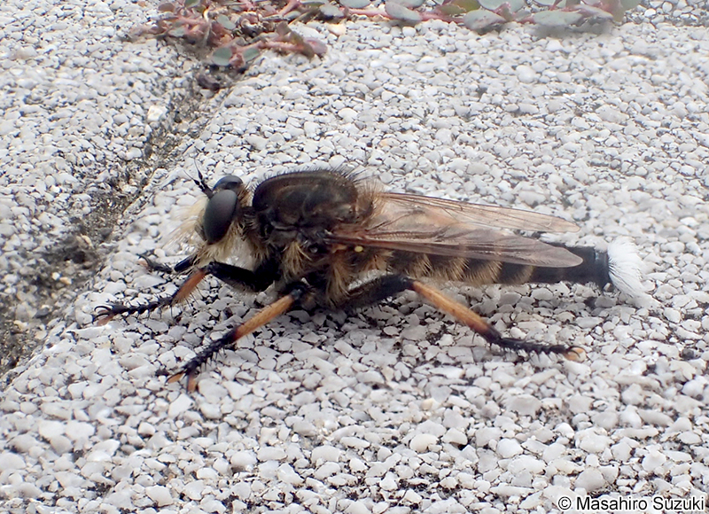 シオヤアブ Promachus yesonicus