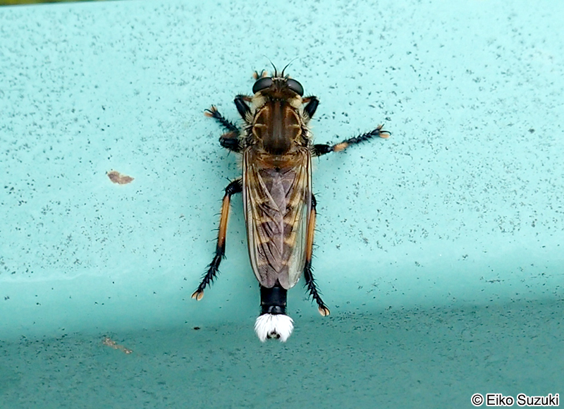 シオヤアブ Promachus yesonicus