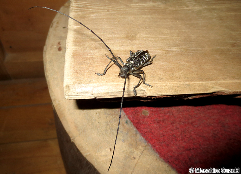 シラフヒゲナガカミキリ Monochamus (Monochamus) nitens
