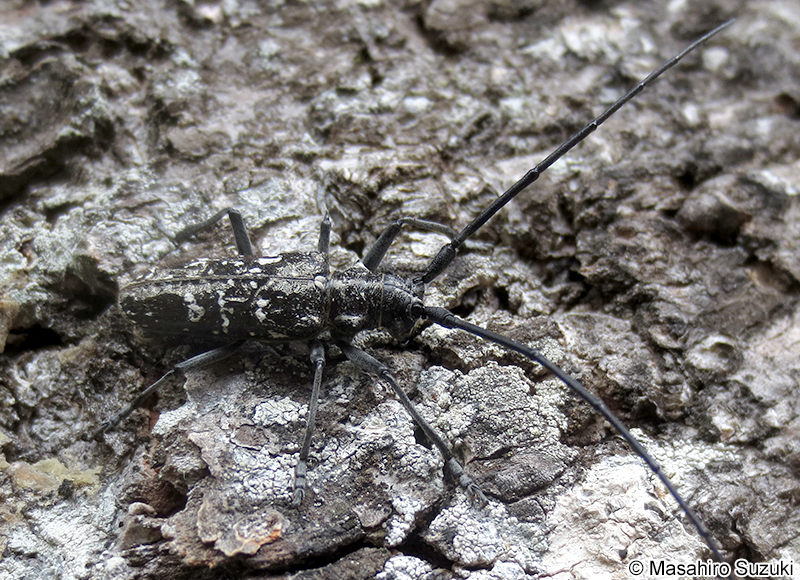 シラフヒゲナガカミキリ Monochamus (Monochamus) nitens
