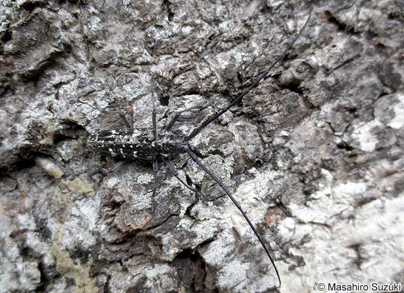 シラフヒゲナガカミキリ Monochamus (Monochamus) nitens