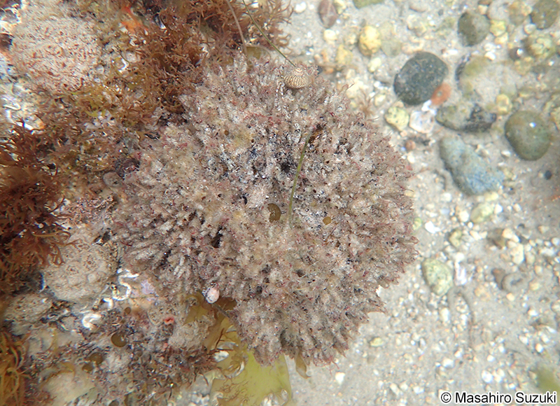 シライトゴカイ Filograna implexa