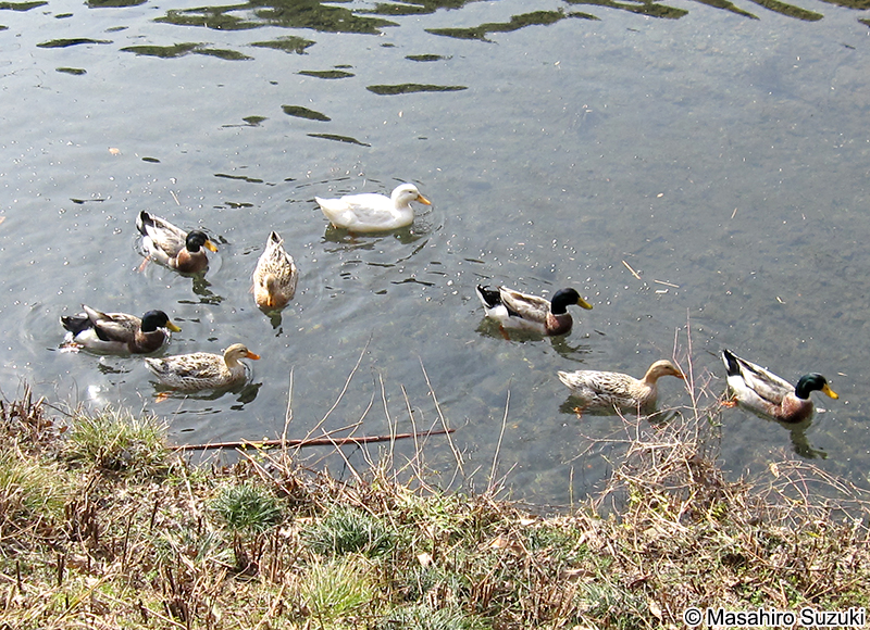 アヒル（家鴨）