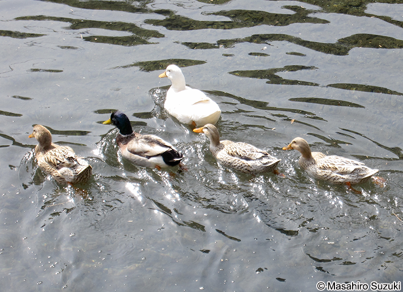 アヒル（家鴨）