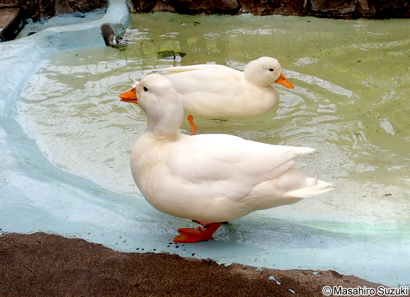 ナキアヒル（コールダック）