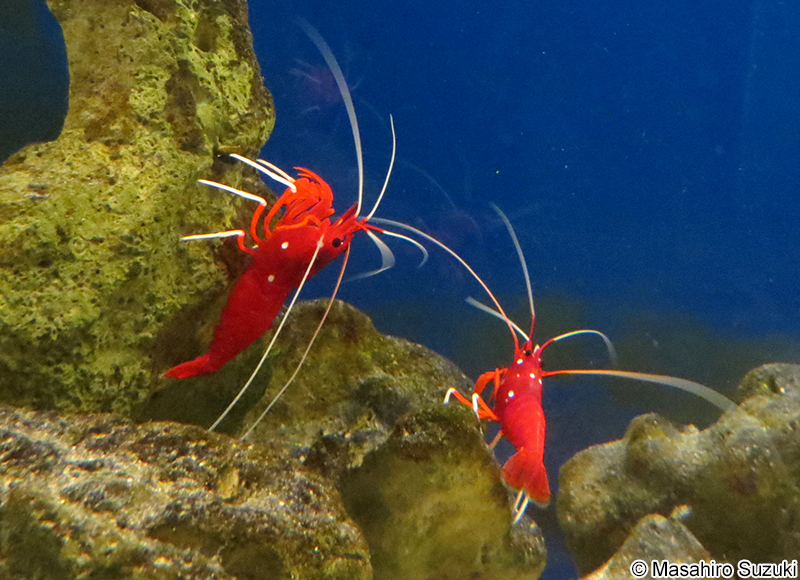 シロボシアカモエビ Lysmata debelius