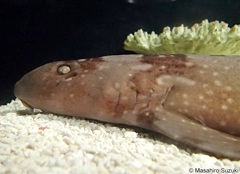 シロボシテンジク Chiloscyllium plagiosum