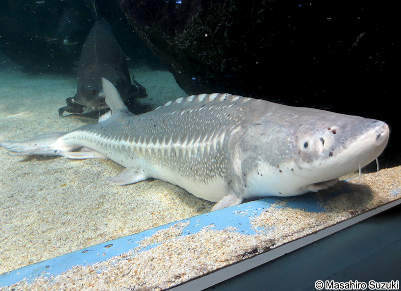 シロチョウザメ Acipenser transmontanus
