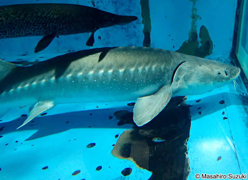 シロチョウザメ Acipenser transmontanus