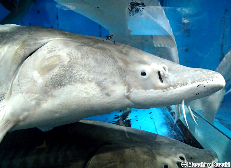 シロチョウザメ Acipenser transmontanus