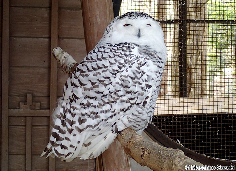 シロフクロウ Bubo scandiacus