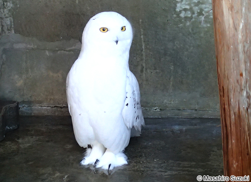 シロフクロウ Bubo scandiacus
