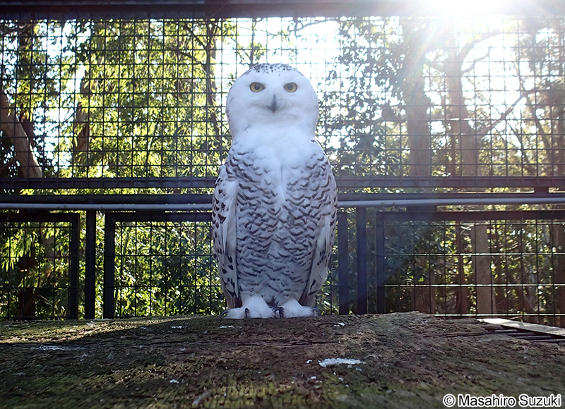 シロフクロウ Bubo scandiacus