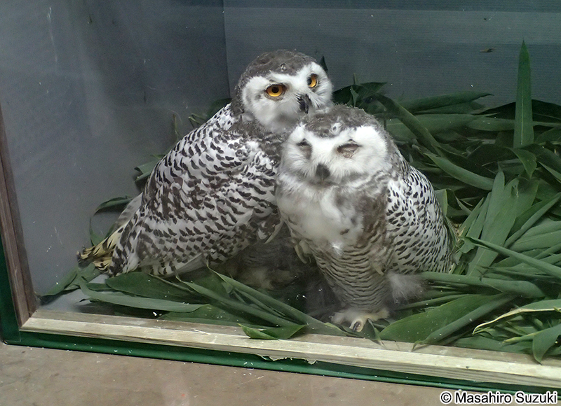 シロフクロウ Bubo scandiacus