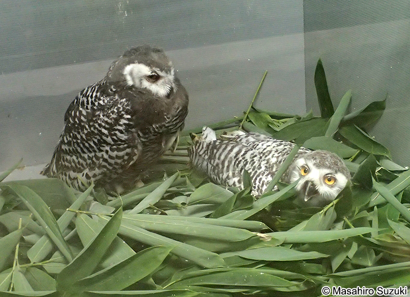 シロフクロウ Bubo scandiacus