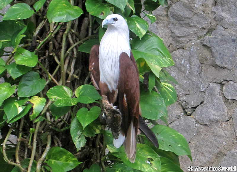 シロガシラトビ Haliastur indus