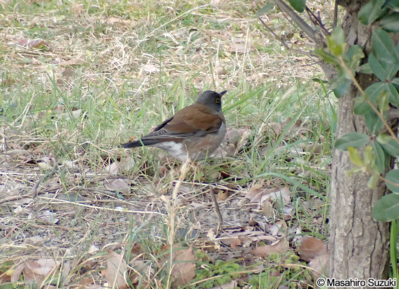 シロハラ Turdus pallidus