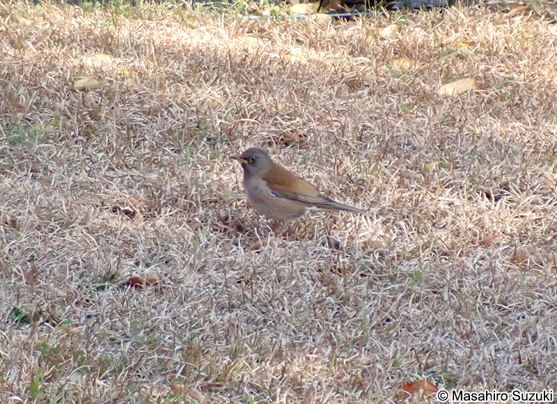 シロハラ Turdus pallidus