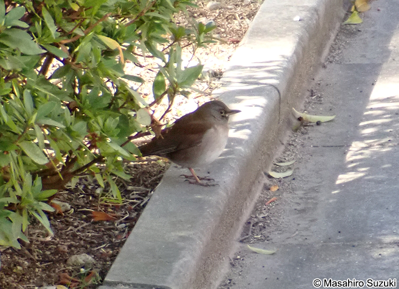 シロハラ Turdus pallidus