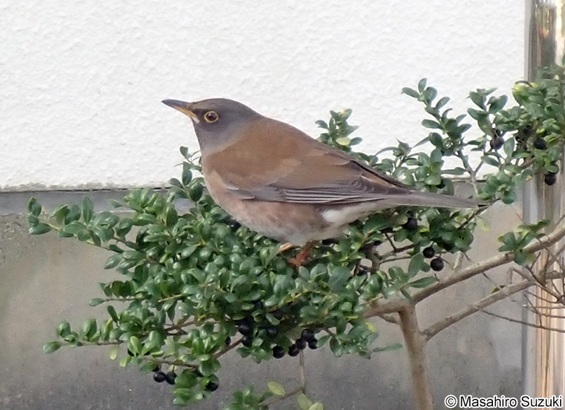 シロハラ Turdus pallidus