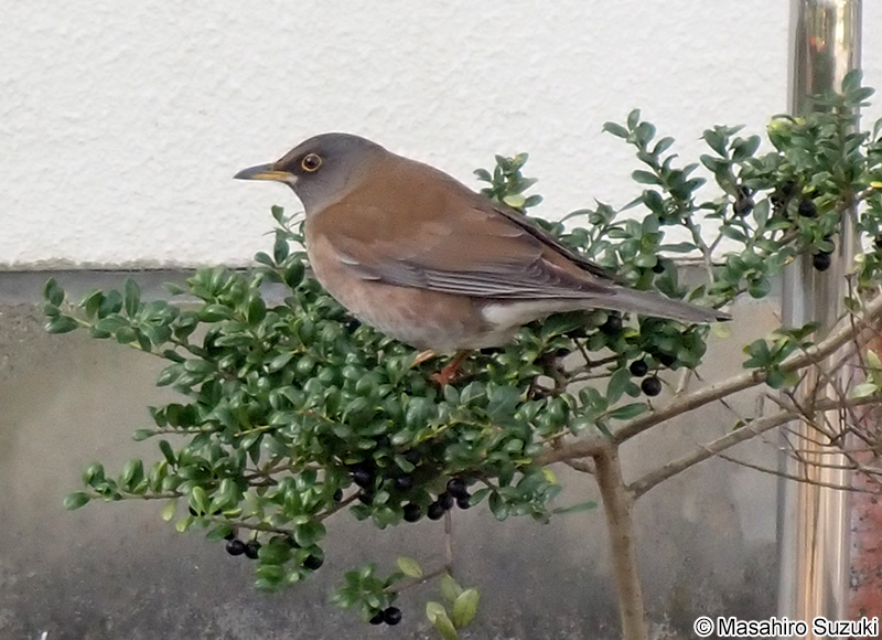 シロハラ Turdus pallidus